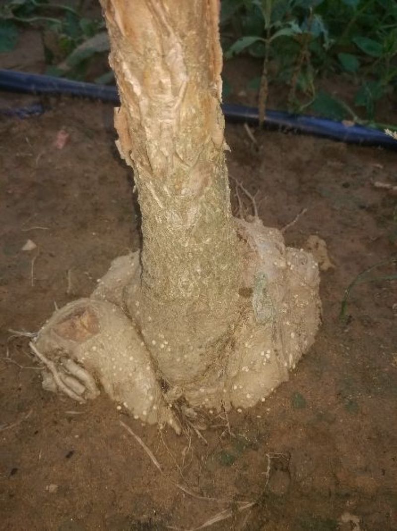 三欣盘根流苏根系发达嫁桂花特好