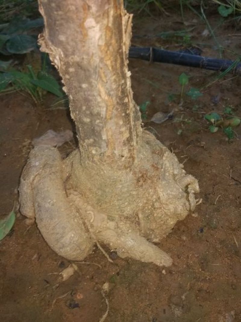 三欣盘根流苏根系发达嫁桂花特好