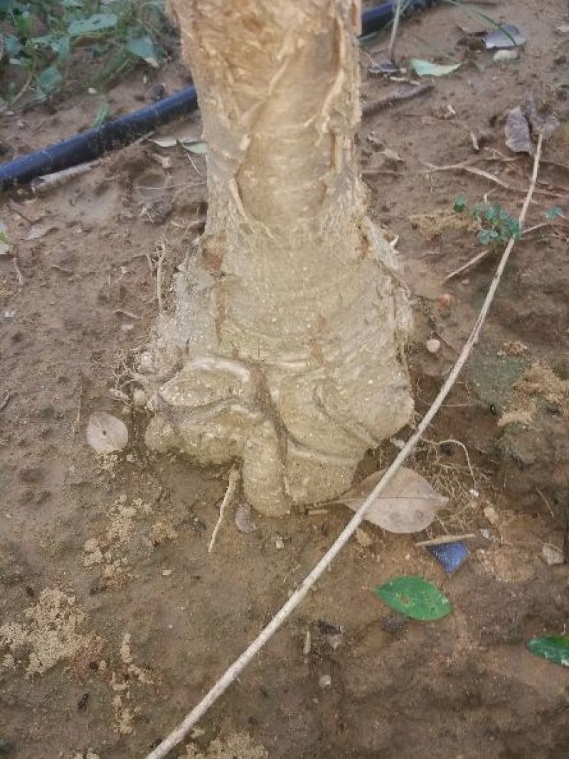 三欣盘根流苏根系发达嫁桂花特好