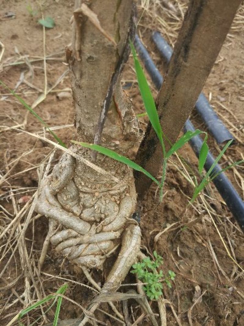 三欣盘根流苏根系发达嫁桂花特好