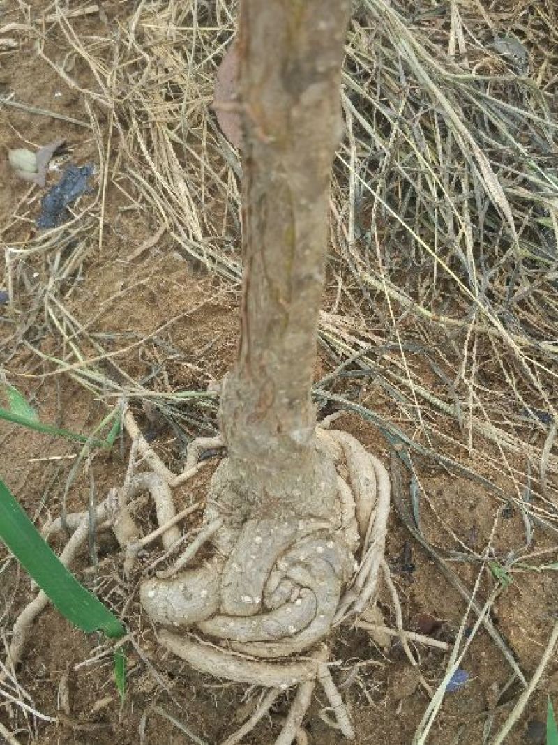 三欣盘根流苏根系发达嫁桂花特好
