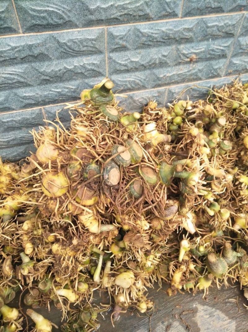 黄精甜味