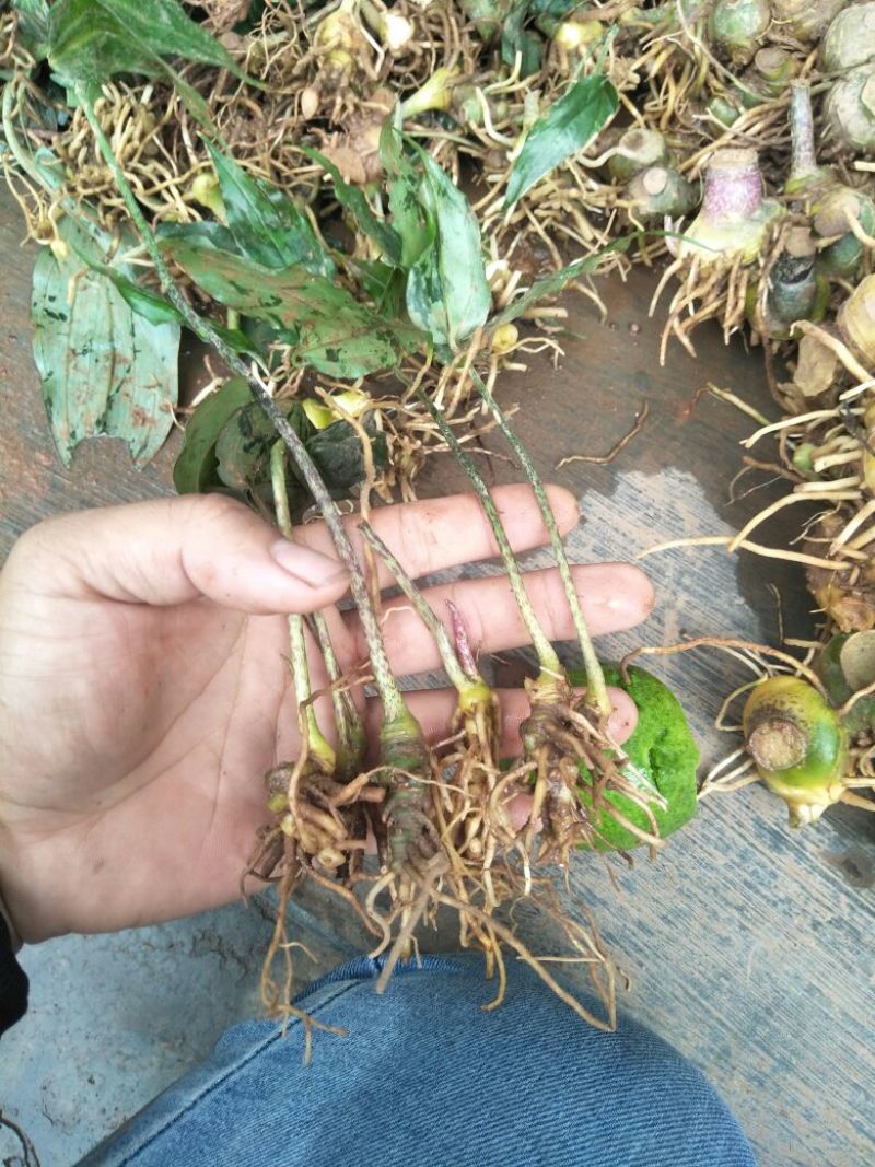 黄精甜味