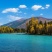 法兰西梅，15元/株，特级苗，山东淄博发货