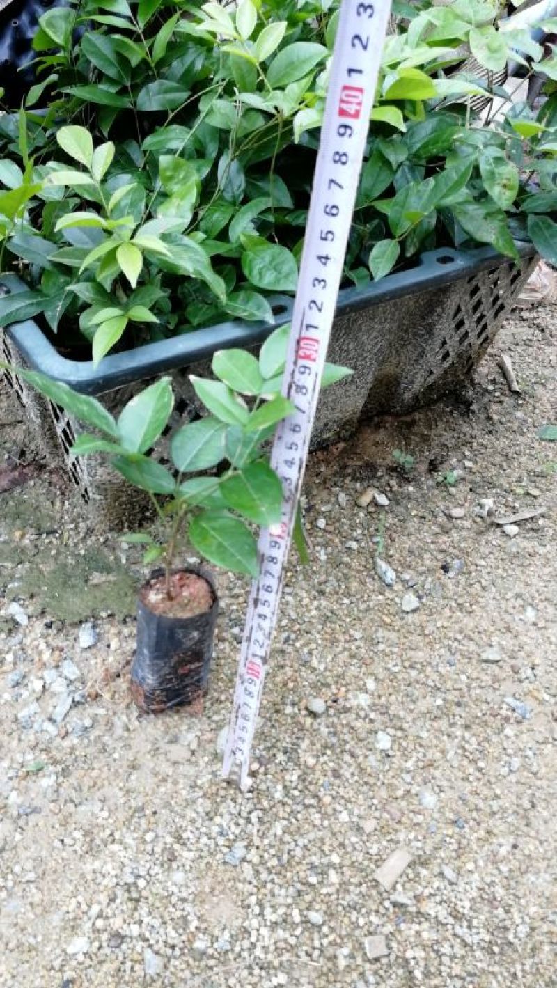 牛大力种苗广西发货