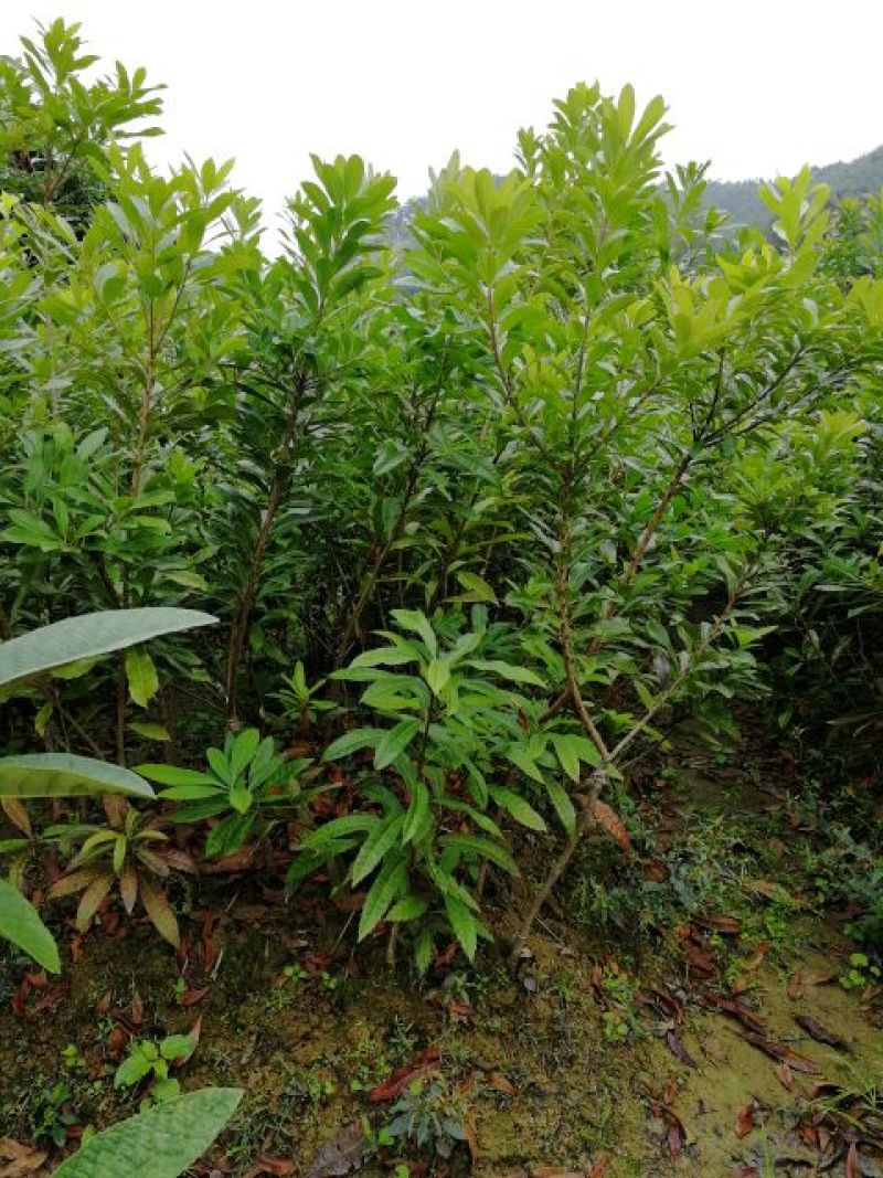 杨梅苗东魁杨梅苗黑炭杨梅苗白杨梅水晶早熟红杨梅苗