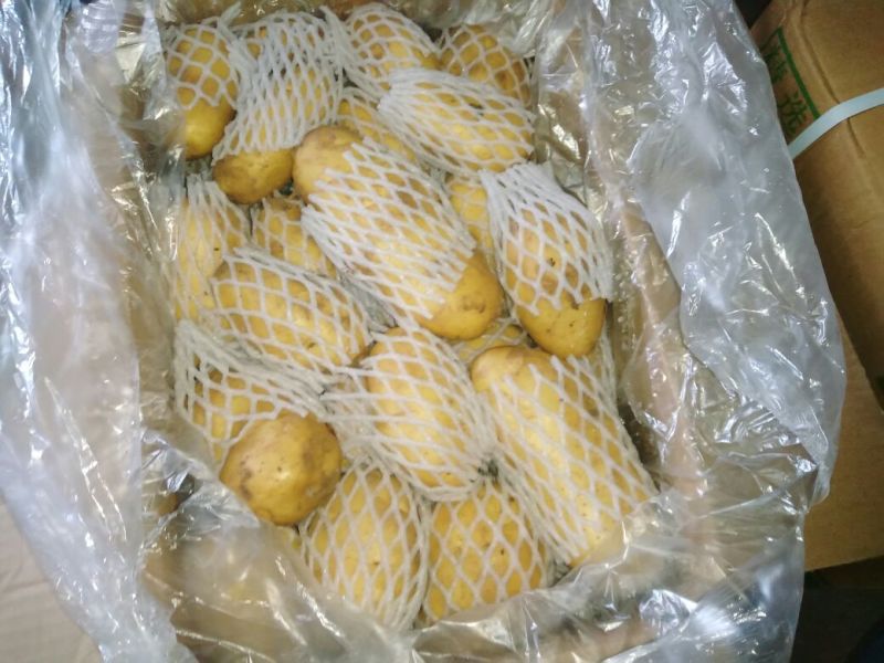 荷兰十五土豆