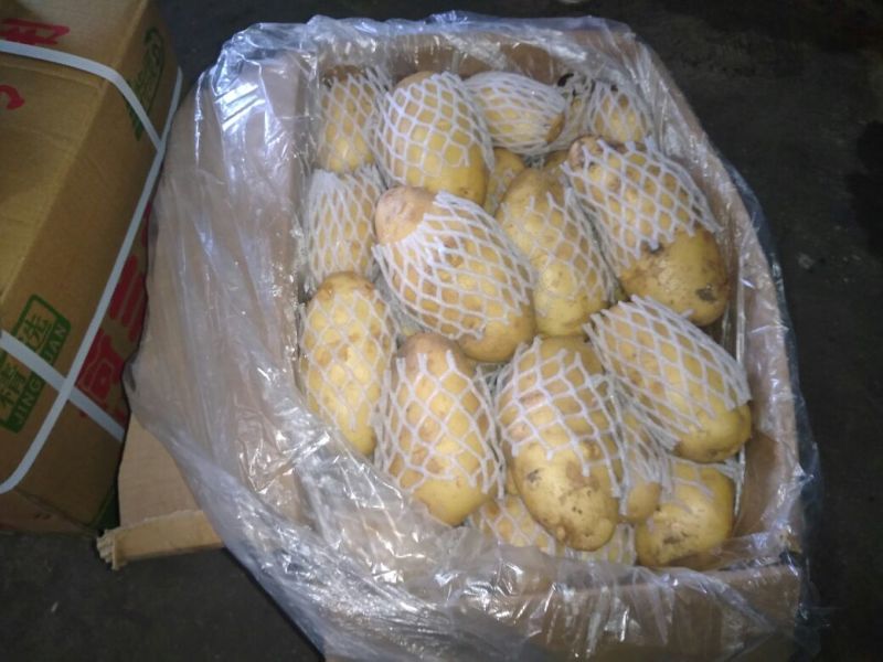荷兰十五土豆