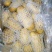 荷兰十五土豆
