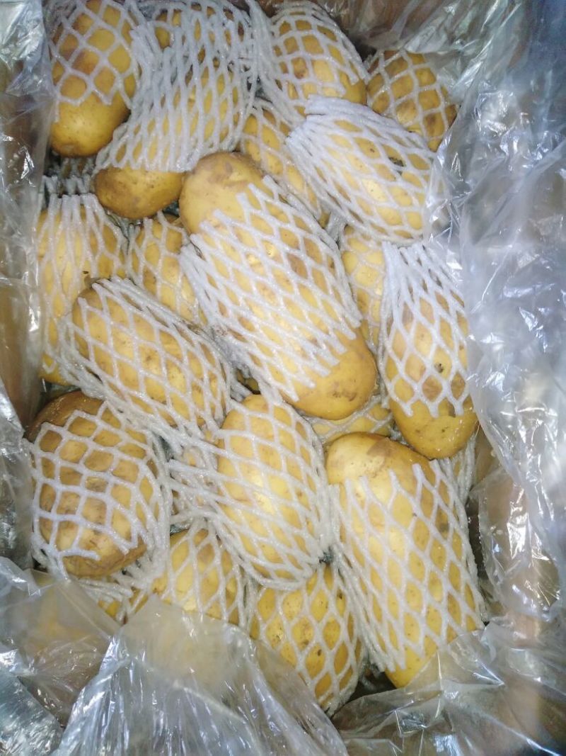 荷兰十五土豆