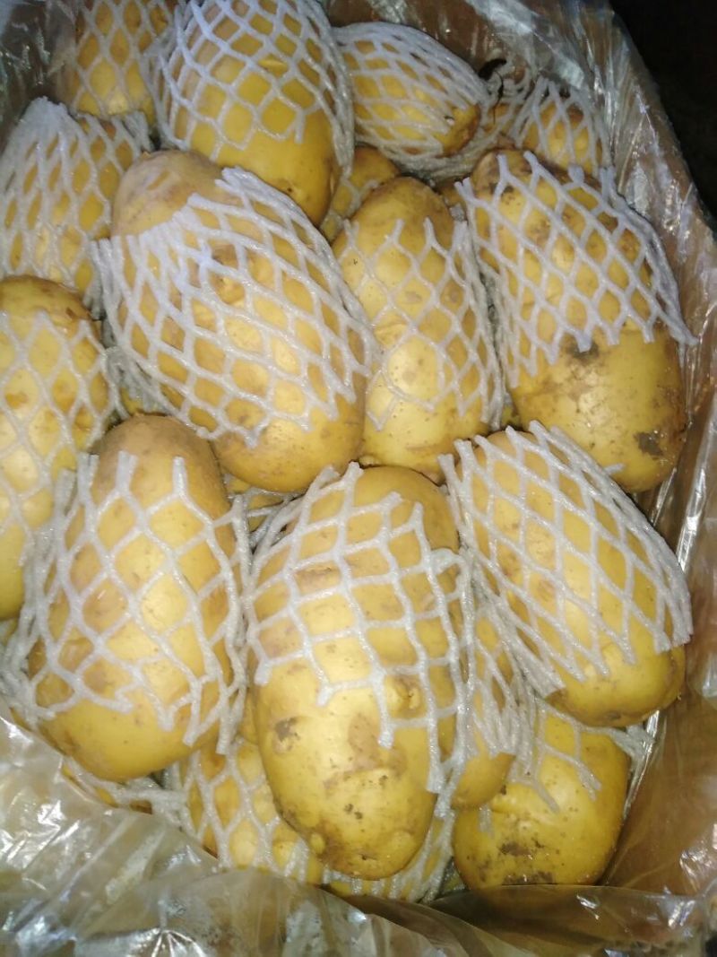 荷兰十五土豆