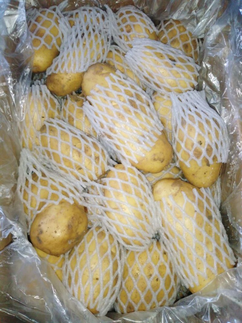 荷兰十五土豆