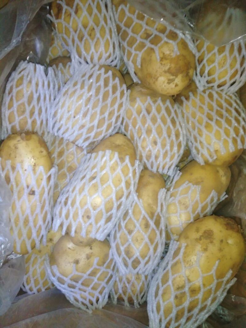 荷兰十五土豆