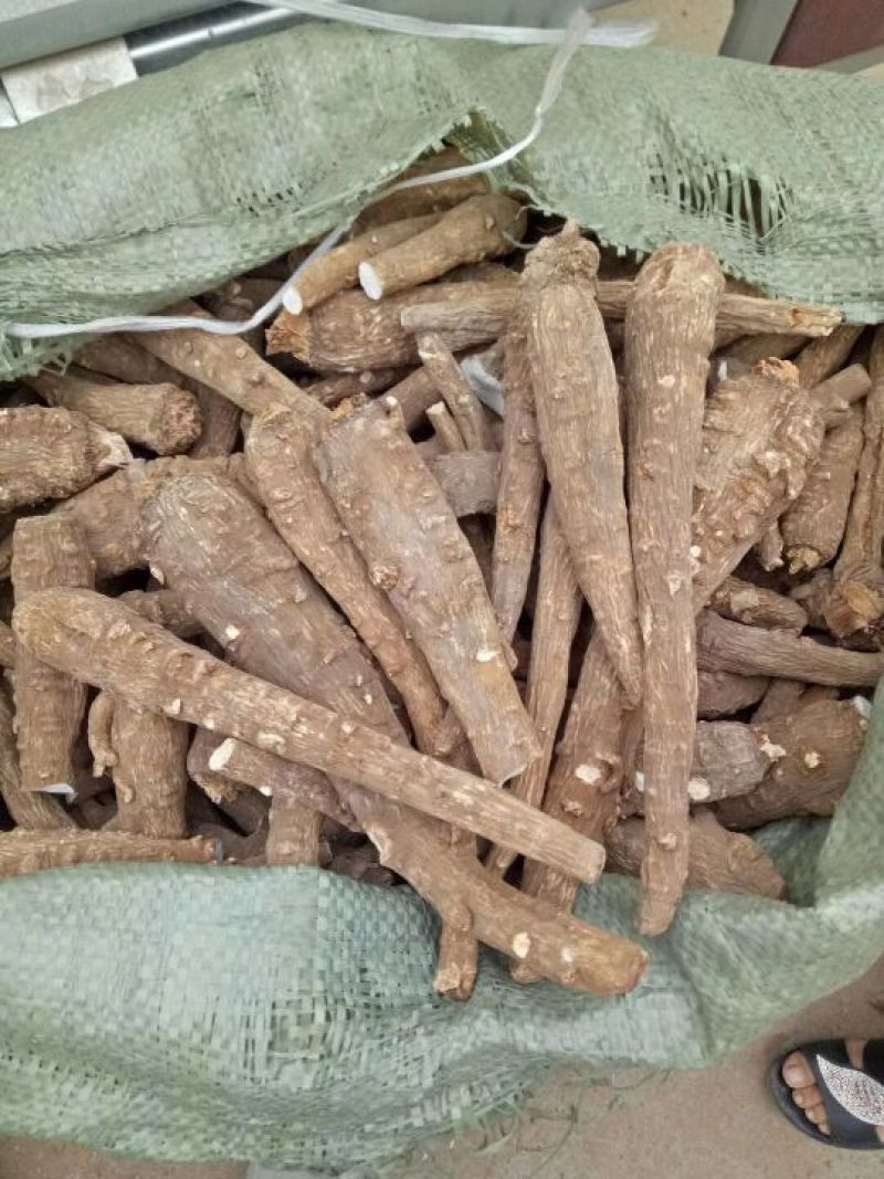 白芷种子