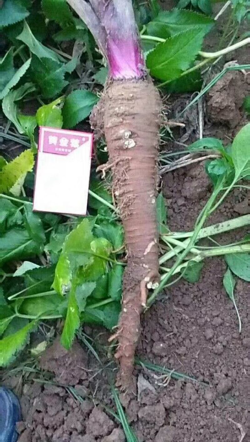 白芷种子