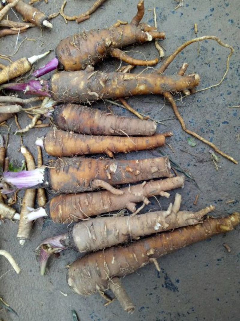 白芷种子