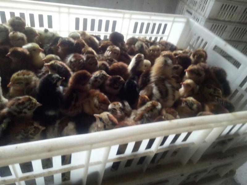 河北柴鸡苗各日龄的脱温鸡疫苗齐全回收成年鸡老鸡