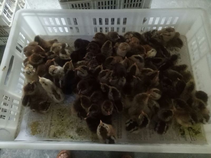 河北柴鸡苗各日龄的脱温鸡疫苗齐全回收成年鸡老鸡