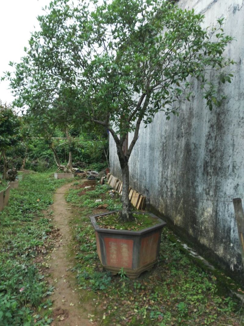 红丹桂