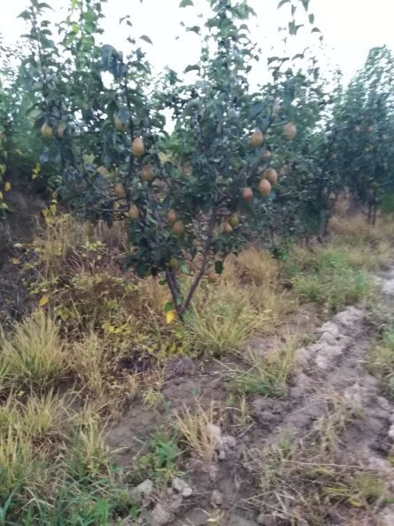 梨树