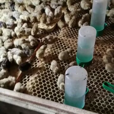 芦丁鸡蛋