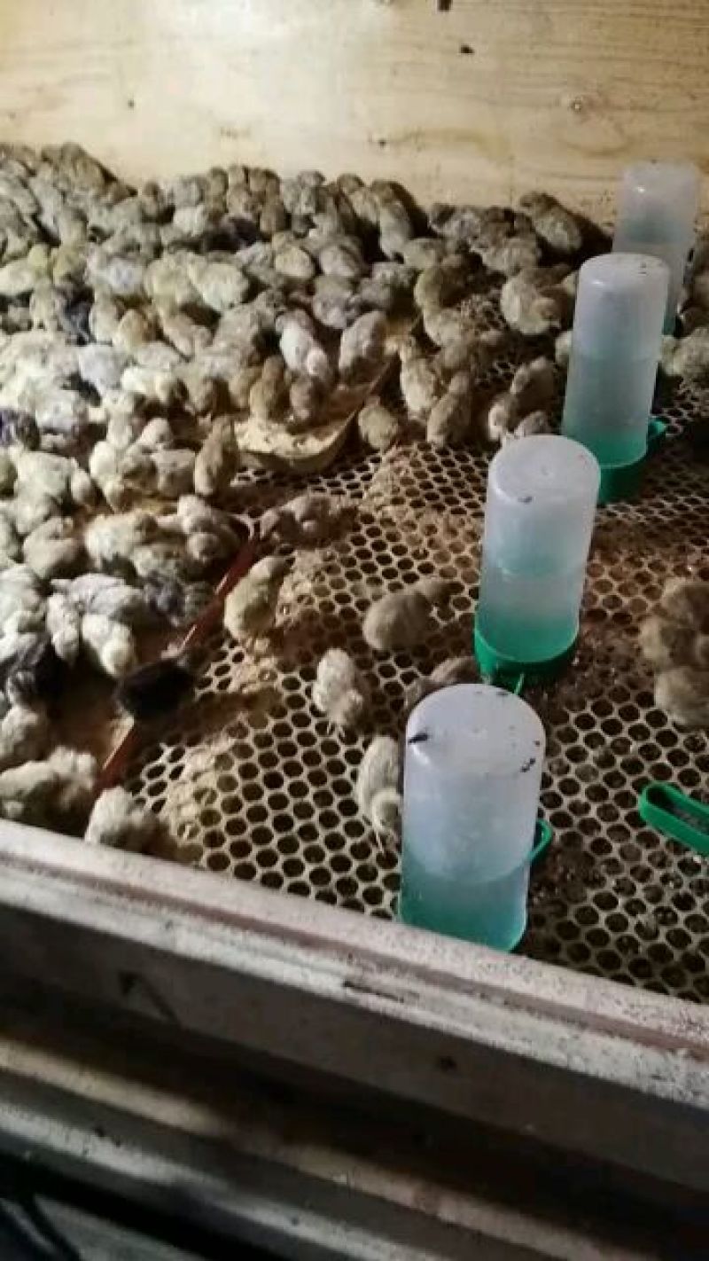 芦丁鸡蛋