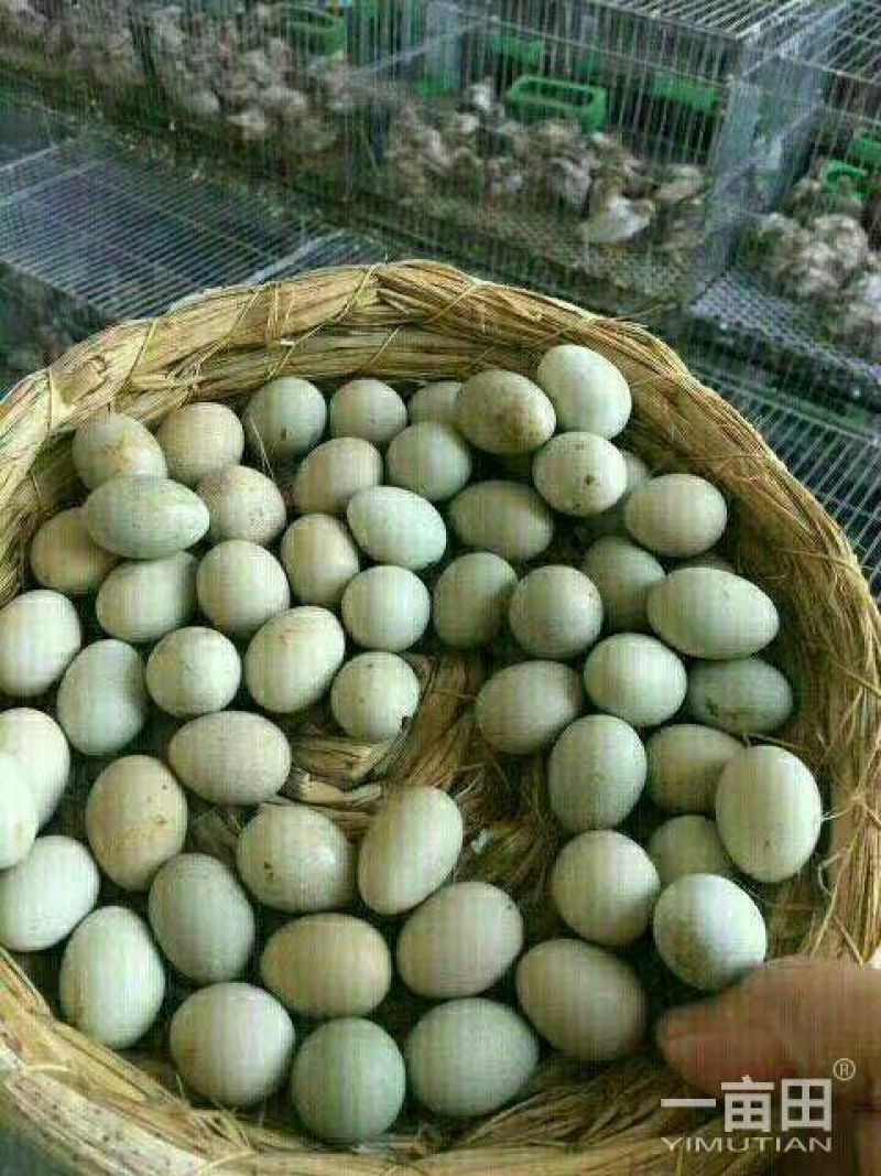 芦丁鸡蛋