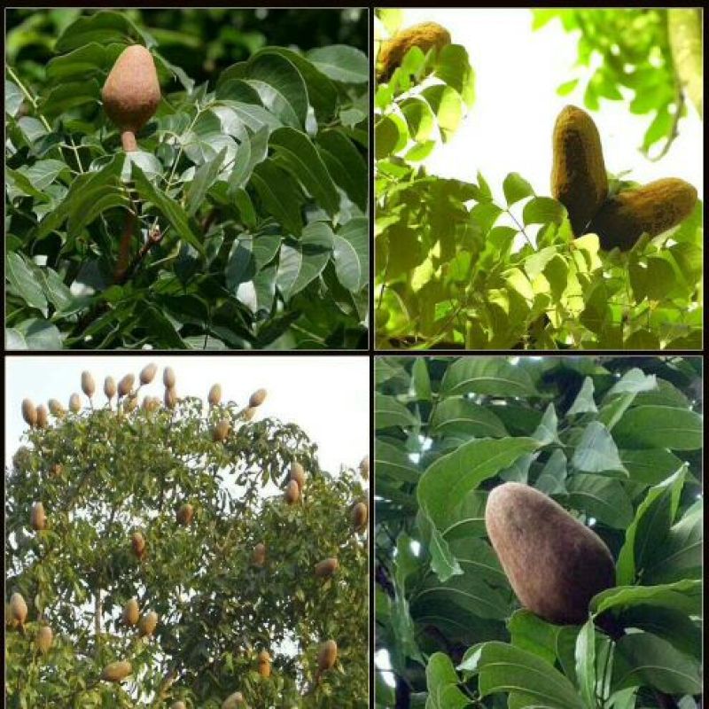 向天果正宗索罗门新货纯植物颗粒饱满包邮