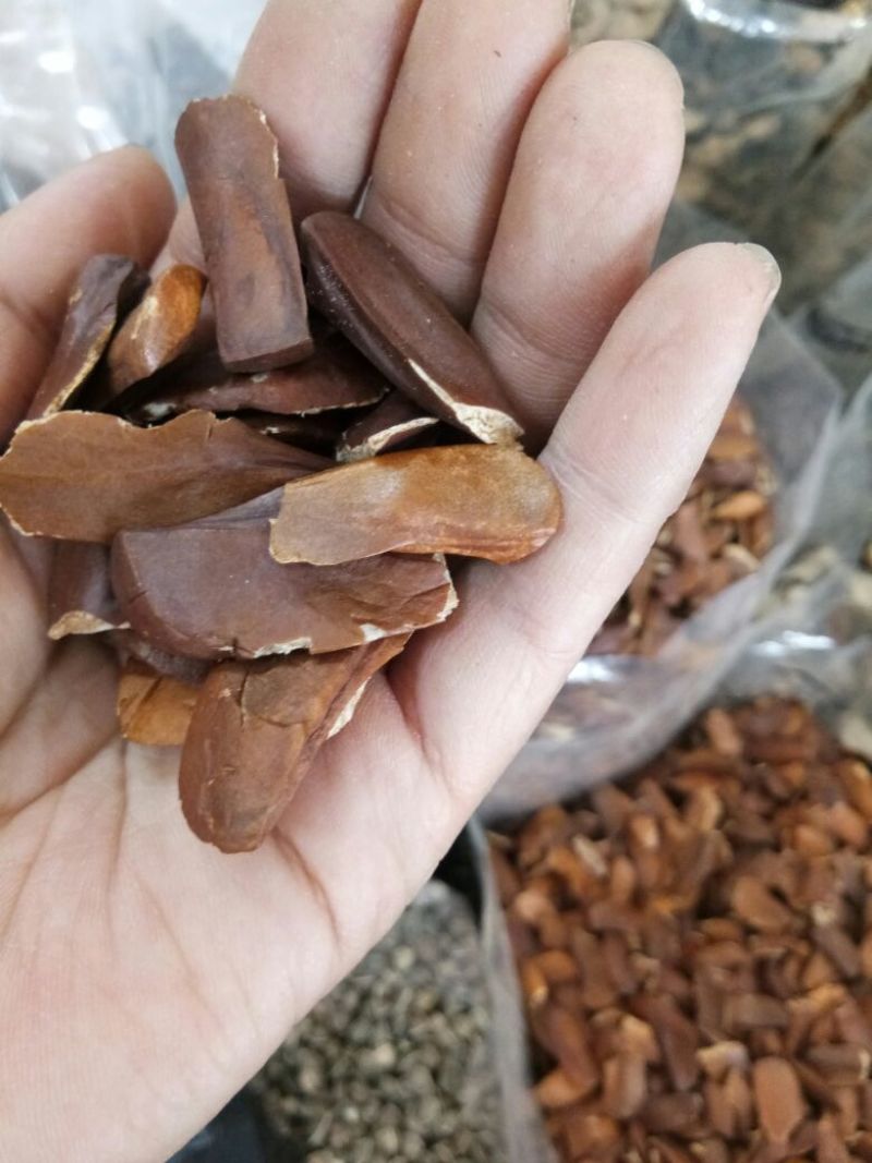 向天果正宗索罗门新货纯植物颗粒饱满包邮