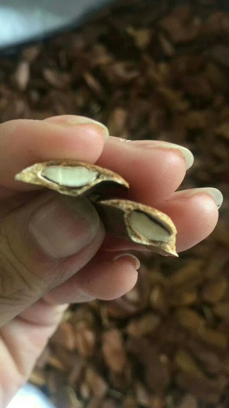 向天果正宗索罗门新货纯植物颗粒饱满包邮