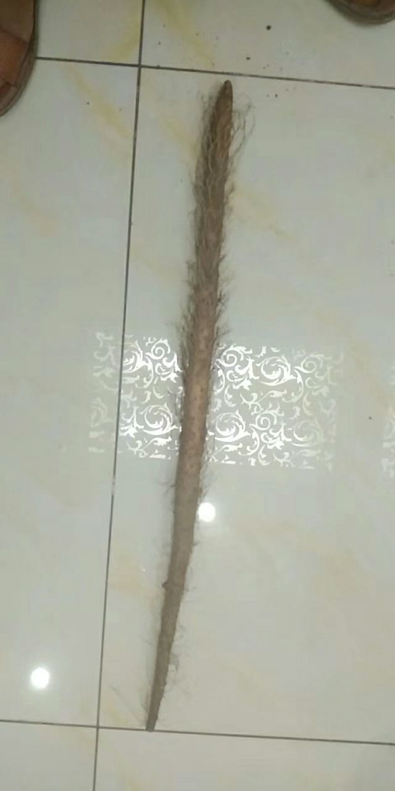 大荔沙苑铁棍山药（已上市）