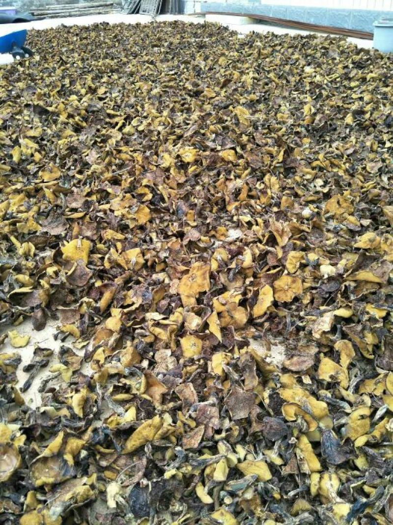 松蘑粘窝粘团子黄蘑，仅剩500斤存货