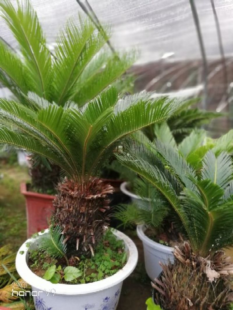 铁树