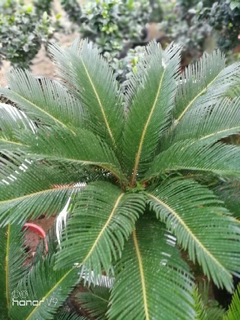铁树