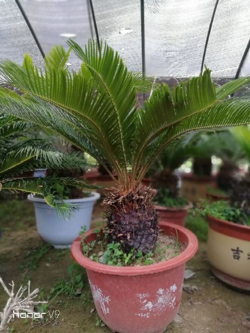 铁树