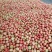 扶余西红柿二碴子大量上市，质量嘎嘎地