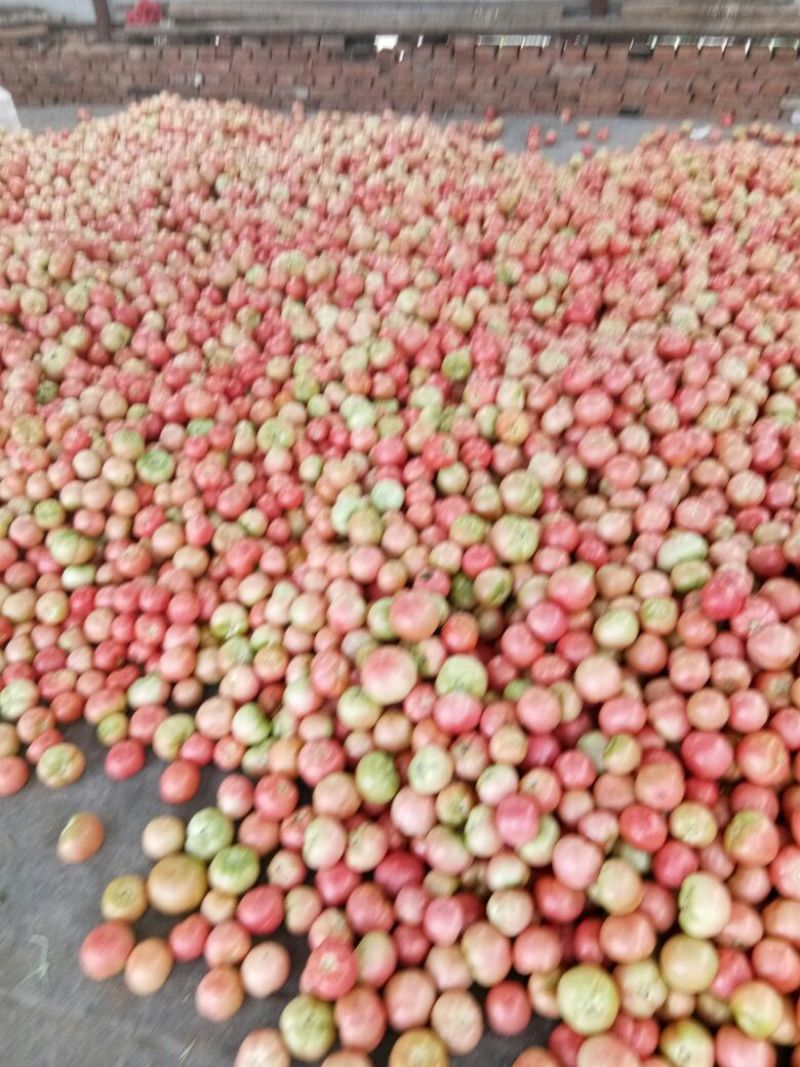 扶余西红柿二碴子大量上市，质量嘎嘎地