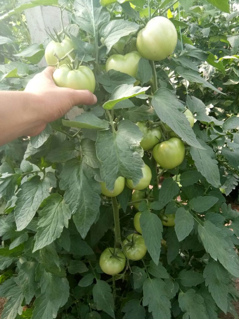 扶余西红柿二碴子大量上市，质量嘎嘎地