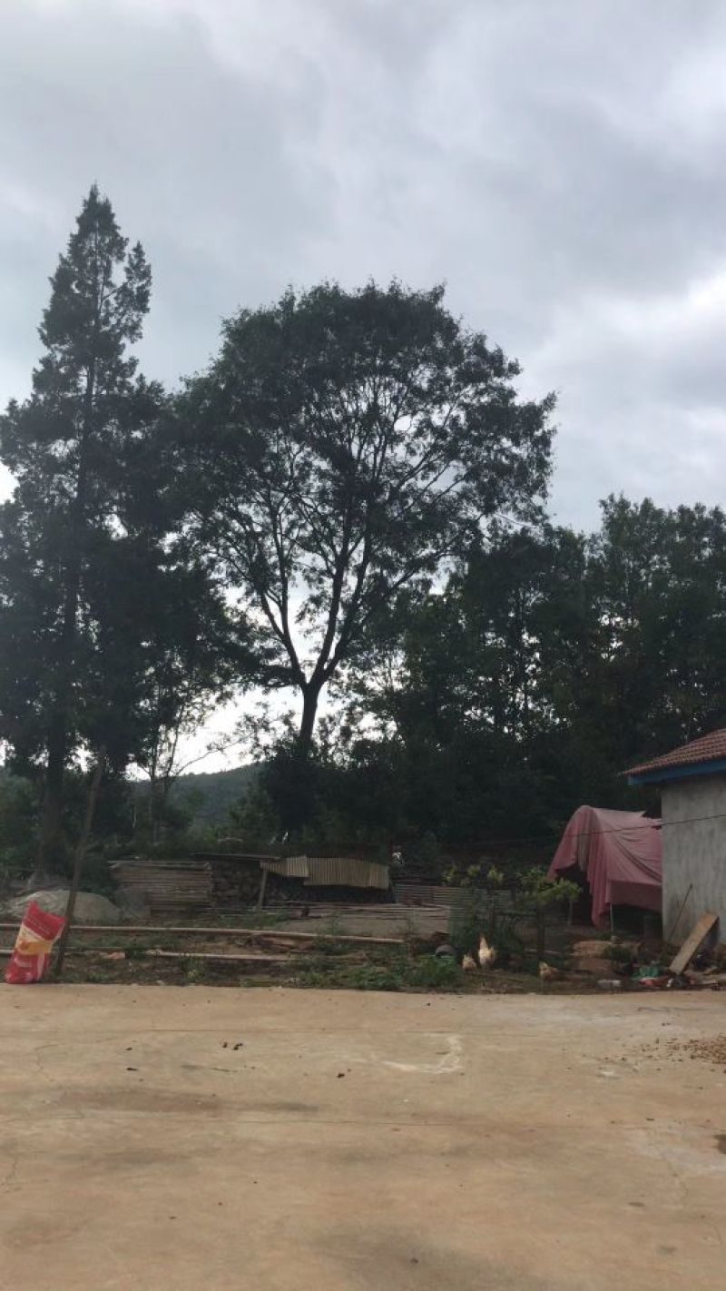 皂角树