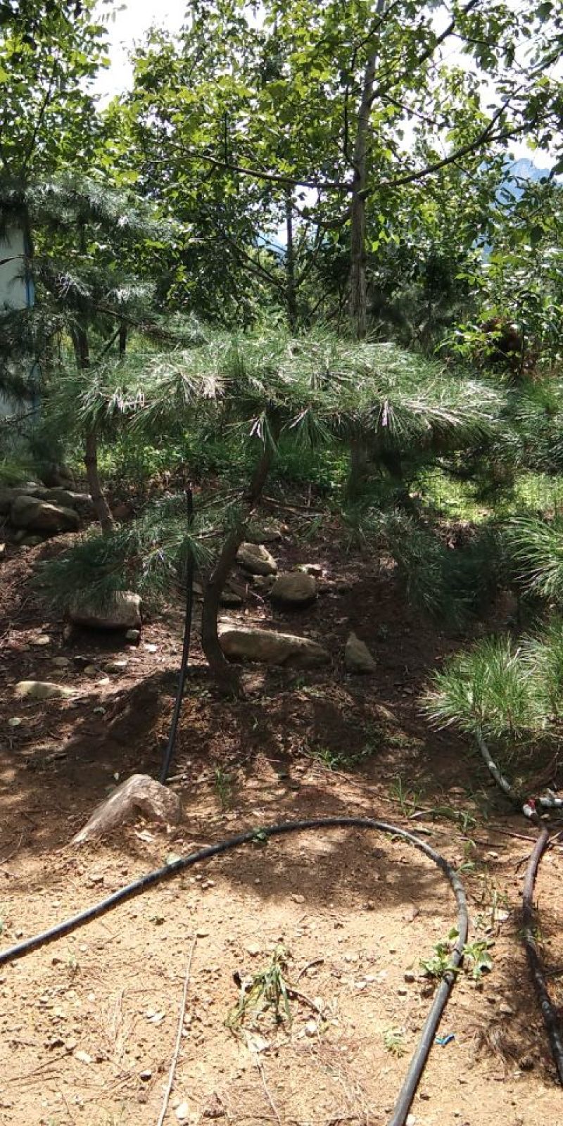 供应景松，造型黑松，造型油松，各种造型松，十公分造型松