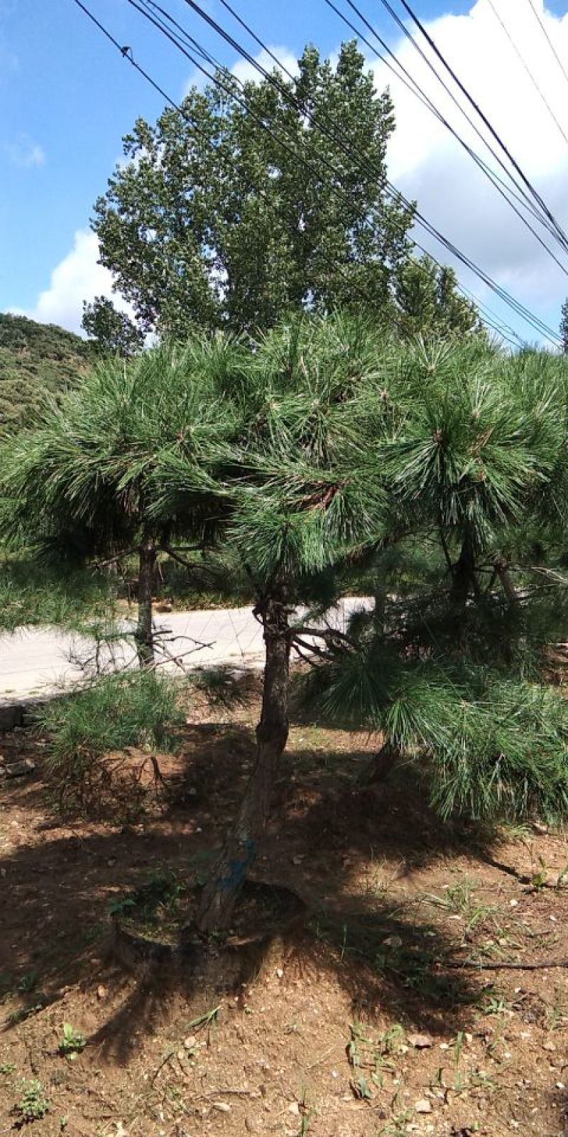 供应景松，造型黑松，造型油松，各种造型松，十公分造型松