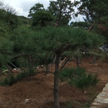 供应景松，造型黑松，造型油松，各种造型松，十公分造型松
