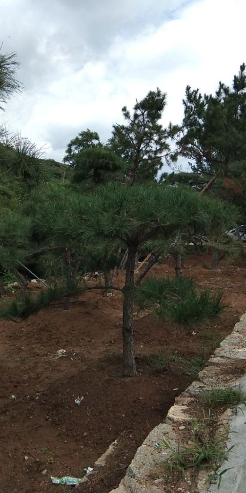 供应景松，造型黑松，造型油松，各种造型松，十公分造型松
