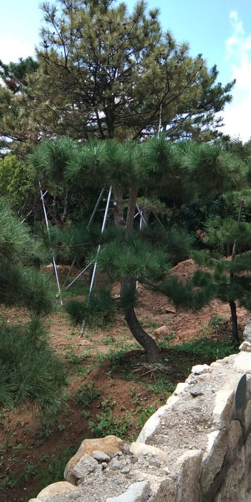 供应景松，造型黑松，造型油松，各种造型松，十公分造型松