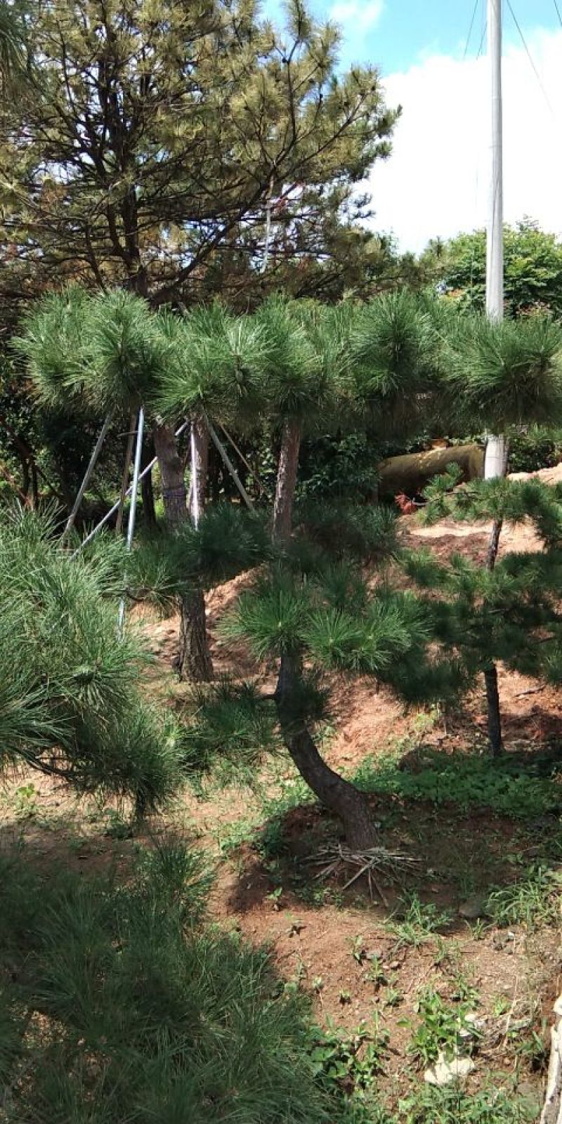 供应景松，造型黑松，造型油松，各种造型松，十公分造型松