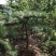 供应景松，造型黑松，造型油松，各种造型松，十公分造型松