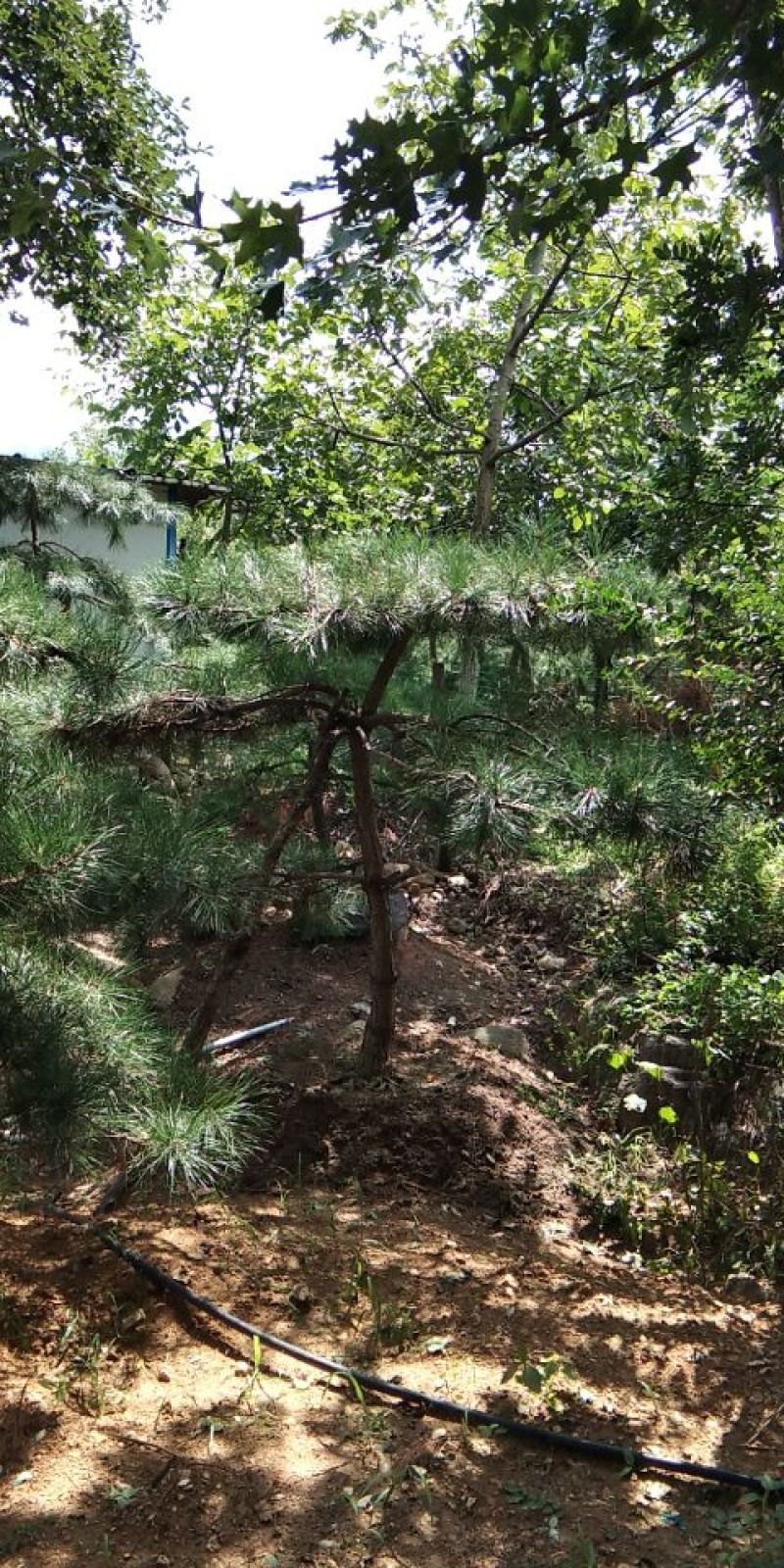 供应景松，造型黑松，造型油松，各种造型松，十公分造型松