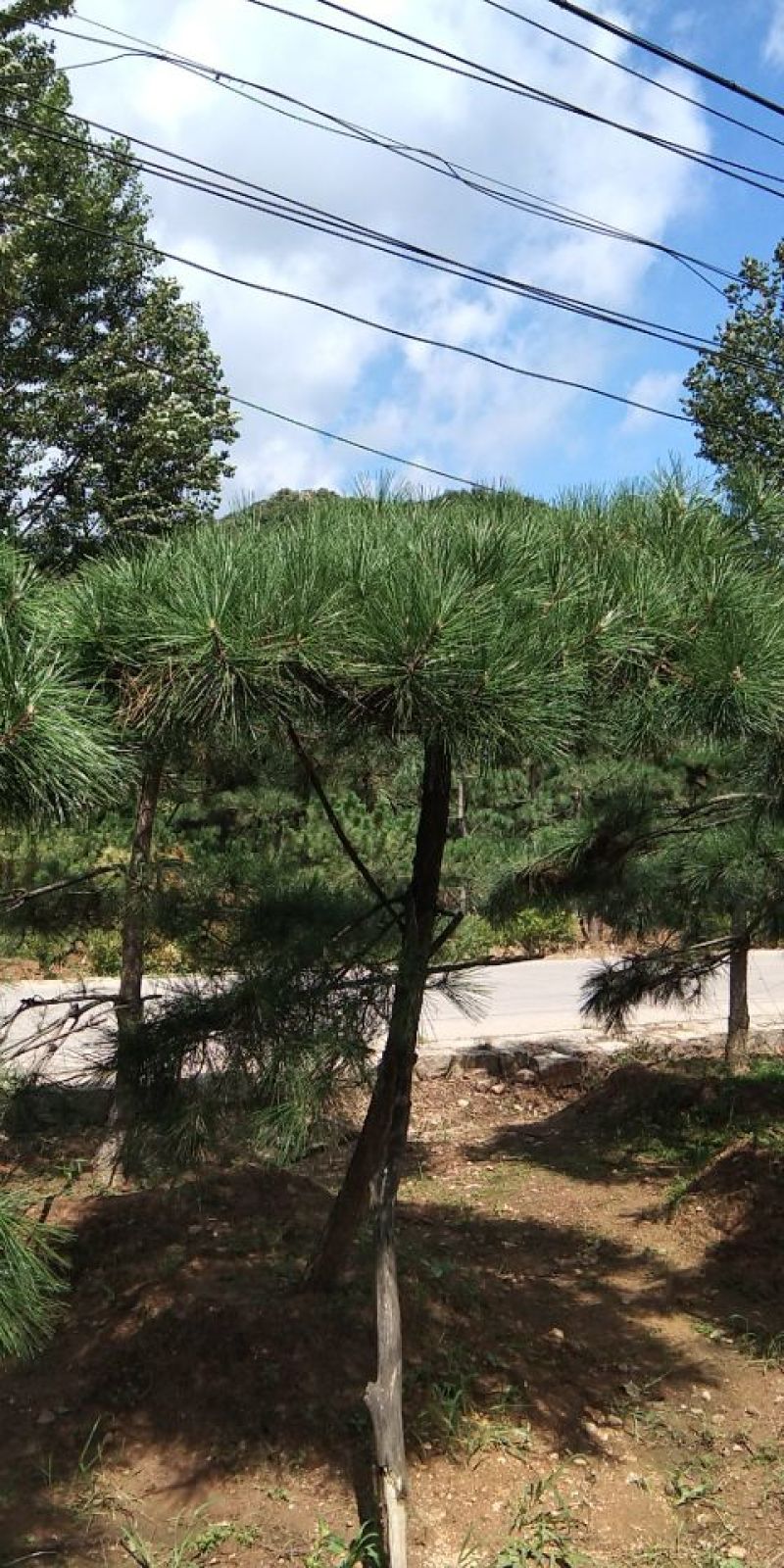 供应景松，造型黑松，造型油松，各种造型松，十公分造型松