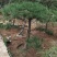 供应景松，造型黑松，造型油松，各种造型松，十公分造型松