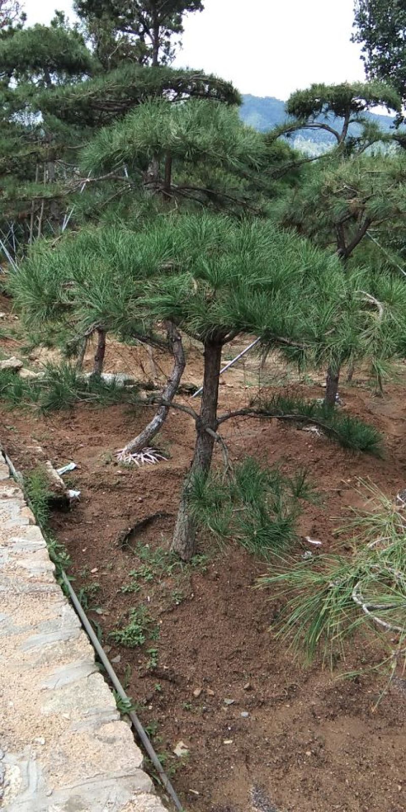 供应景松，造型黑松，造型油松，各种造型松，十公分造型松